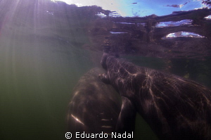 manatee by Eduardo Nadal 